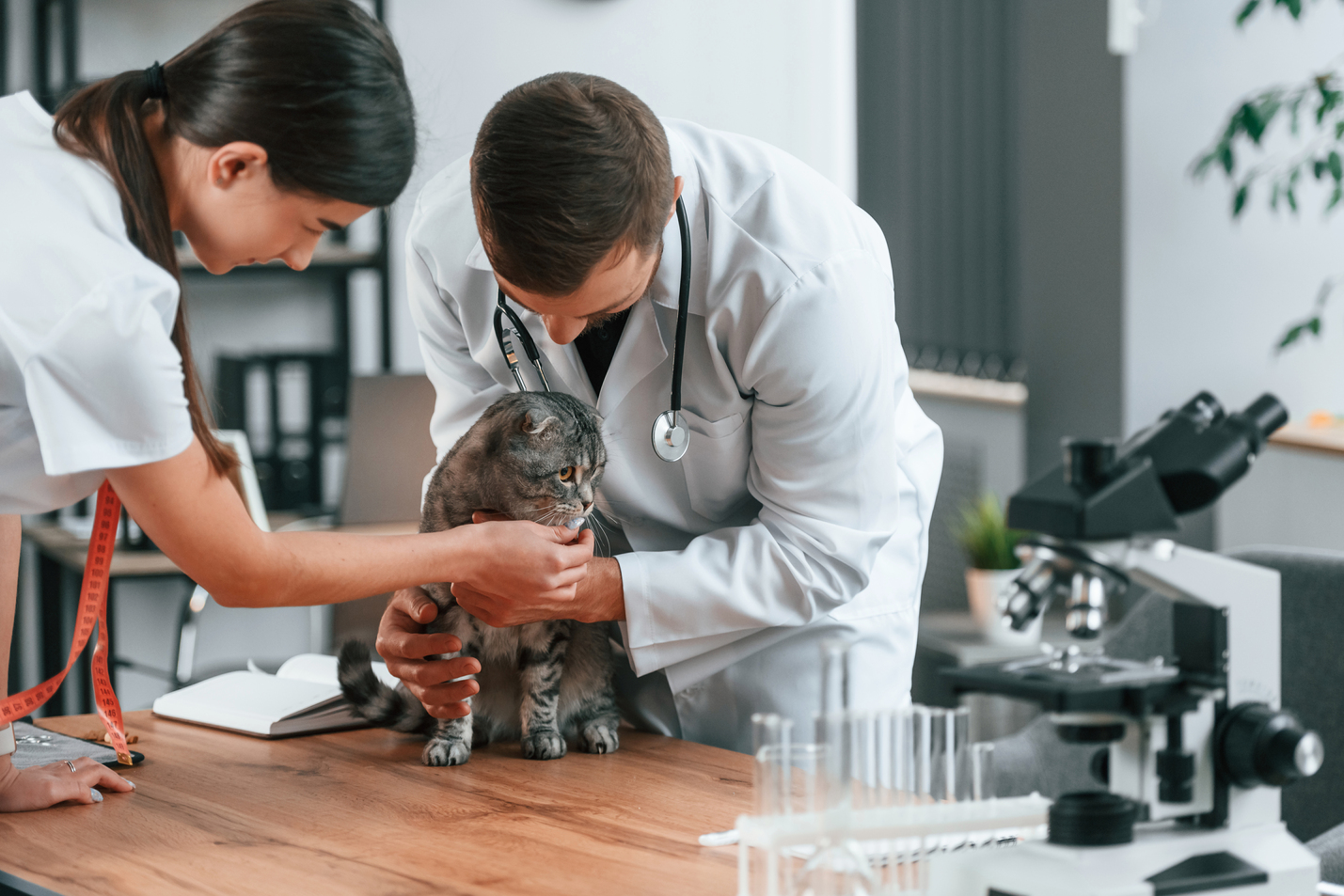 Veterinario revisando un perro sano y feliz en consulta, explicando cuidados preventivos para mascotas en clínica veterinaria Villarrubia de los Ojos